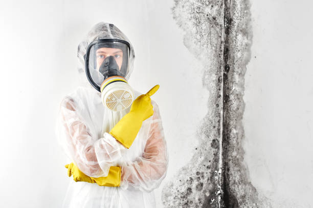 Best Residential Mold Inspection & Testing  in Brea, CA