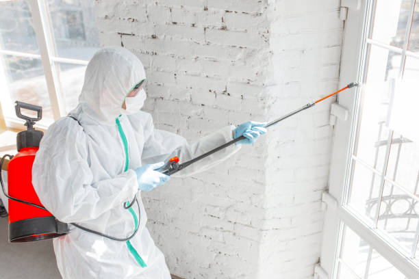 Why You Should Choose Our Mold Remediation Services in Brea, CA